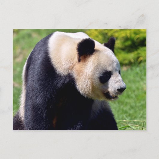 Closeup Riesenpanda aus Profil gesehen Postkarte (Vorderseite)