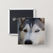 Closeup Stoic Gaze of an Alaskan Malamute Button (Vorne & Hinten)