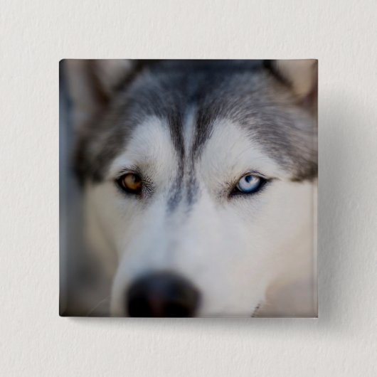 Closeup Stoic Gaze of an Alaskan Malamute Button (Vorderseite)
