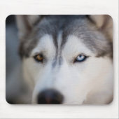 Closeup Stoic Gaze of an Alaskan Malamute Mousepad (Vorne)