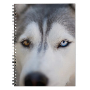 Closeup Stoic Gaze of an Alaskan Malamute Notizblock