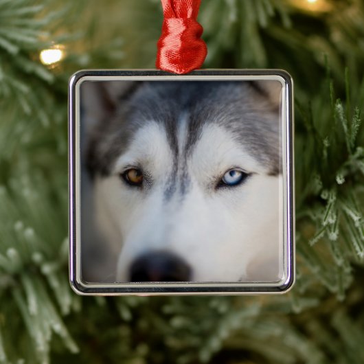 Closeup Stoic Gaze of an Alaskan Malamute Ornament Aus Metall (Baum)