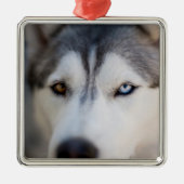 Closeup Stoic Gaze of an Alaskan Malamute Ornament Aus Metall (Vorne)