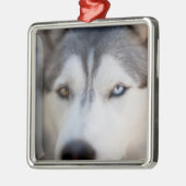Closeup Stoic Gaze of an Alaskan Malamute Ornament Aus Metall (Links)