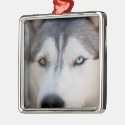 Closeup Stoic Gaze of an Alaskan Malamute Ornament Aus Metall (Links)