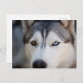 Closeup Stoic Gaze of an Alaskan Malamute Postkarte (Vorne/Hinten)