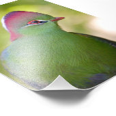 Closeup turaco fischer fotodruck (Ecke)
