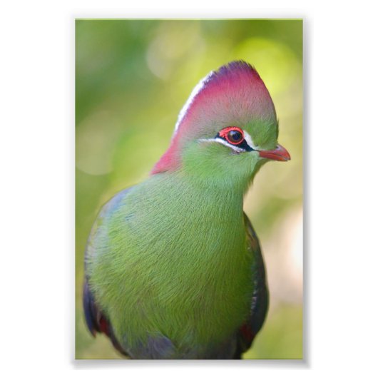 Closeup turaco fischer fotodruck (Vorne)
