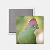 Closeup turaco fischer magnet (Vorderseite/Rückseite)