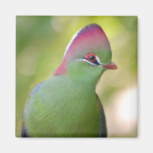Closeup turaco fischer magnet
