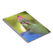 Closeup turaco fischer notizblock (Rechte Seite)