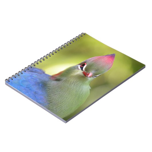 Closeup turaco fischer notizblock (Linke Seite)