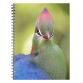 Closeup turaco fischer notizblock (Vorderseite)