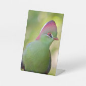 Closeup turaco fischer sockelschild (Vorderseite)