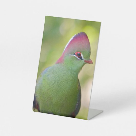 Closeup turaco fischer sockelschild (Vorderseite)