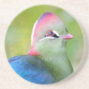 Closeup turaco fischer untersetzer