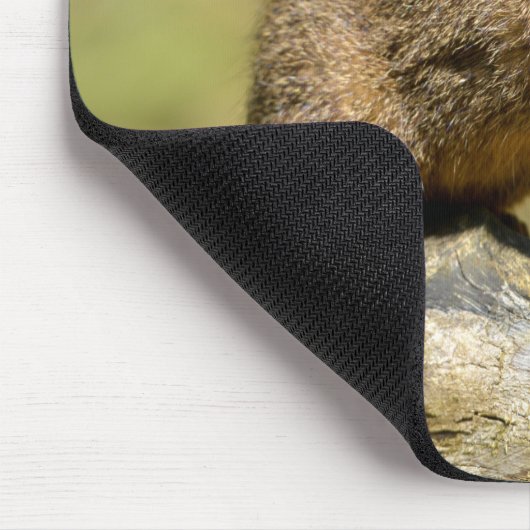 Closeup Zwerg-Mongoose Postcard Square Aufkleber m Mousepad (Ecke)
