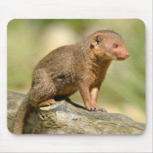 Closeup Zwerg-Mongoose Postcard Square Aufkleber m Mousepad