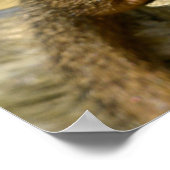 Closeup Zwerg-Mongoose Postcard Square Aufkleber m Poster (Ecke)