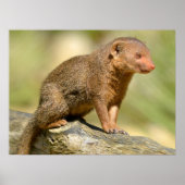 Closeup Zwerg-Mongoose Postcard Square Aufkleber m Poster (Vorne)