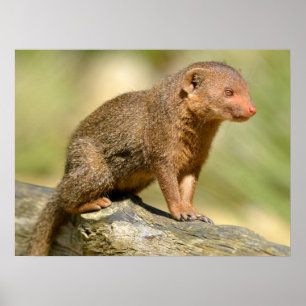 Closeup Zwerg-Mongoose Postcard Square Aufkleber m Poster
