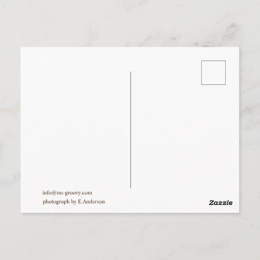 Clothesline, Trastevere, Italien Postkarte (Rückseite)