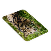 Cloud Leopard Magnet (Rechte Seite)
