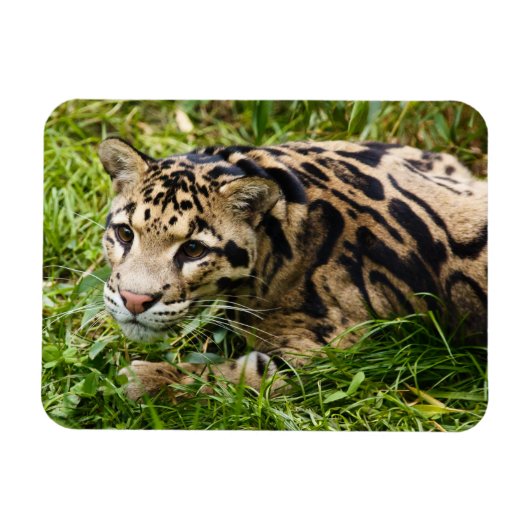 Cloud Leopard Magnet (Horizontal)