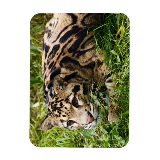 Cloud Leopard Magnet (Vertikal)