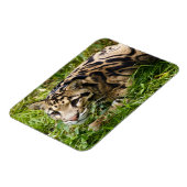 Cloud Leopard Magnet (Linke Seite)
