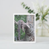 Cloud Leopard Postkarte (Stehend Vorderseite)
