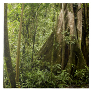 Cloud-Wald, Bosque de Paz, Costa Rica Fliese