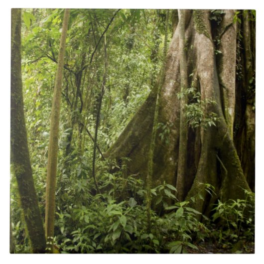 Cloud-Wald, Bosque de Paz, Costa Rica Fliese (Vorderseite)