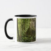 Cloud-Wald, Bosque de Paz, Costa Rica Tasse (Links)