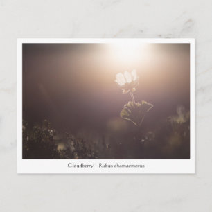 Cloudberry Nature Foto Postkarte