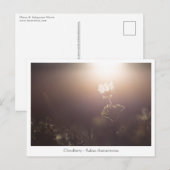 Cloudberry Nature Foto Postkarte (Vorne/Hinten)