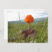 Cloudberry Postcard Postkarte (Vorne/Hinten)