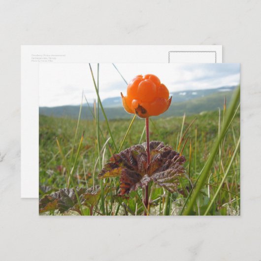 Cloudberry Postcard Postkarte (Vorne/Hinten)
