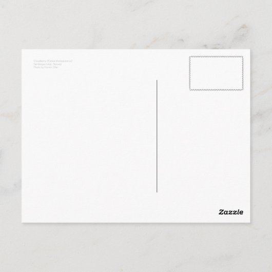 Cloudberry Postcard Postkarte (Rückseite)