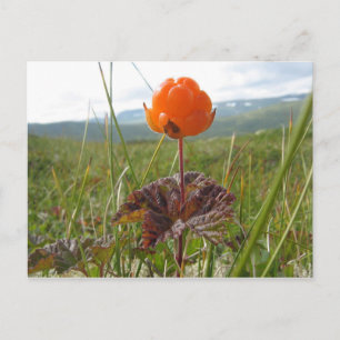 Cloudberry Postcard Postkarte