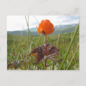 Cloudberry Postcard Postkarte (Vorderseite)