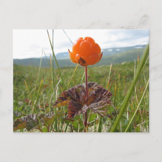 Cloudberry Postcard Postkarte (Vorderseite)