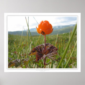 Cloudberry Poster