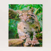 Clouded Leopard Big Cat Jigsaw Puzzle (Vertikal)