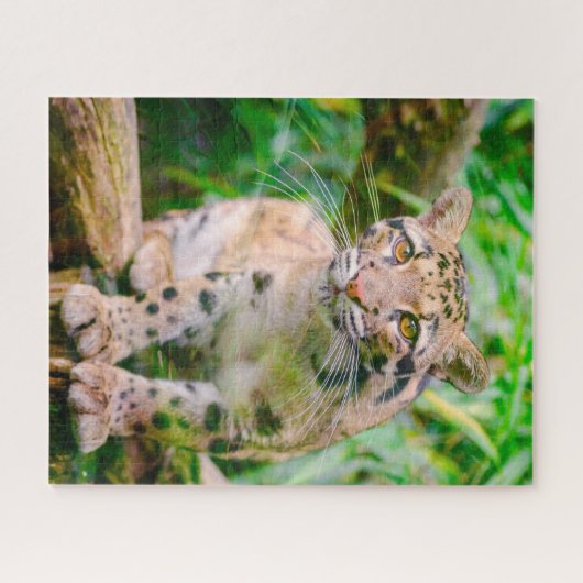 Clouded Leopard Big Cat Jigsaw Puzzle (Horizontal)