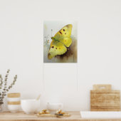 Clouded Sulfur Butterfly Art Print Poster (Küche)