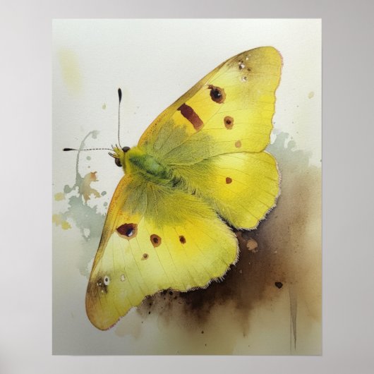 Clouded Sulfur Butterfly Art Print Poster (Vorne)