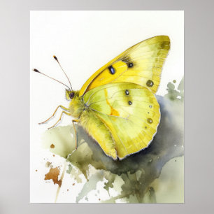 Cloudless Sulfur Butterfly Art Print Poster