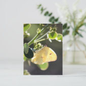 Cloudless Sulfur Butterfly Foto Postkarte (Stehend Vorderseite)