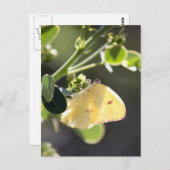 Cloudless Sulfur Butterfly Foto Postkarte (Vorne/Hinten)
